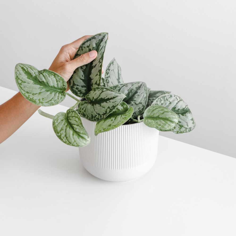 womens-hand-touch-the-leaf-of-the-houseplant-on-wh-7YJFVZ7.jpg